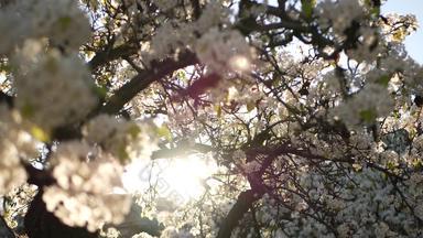 春天白色开花樱桃树加州美国精致的温柔的樱花花梨苹果杏春天新鲜的浪漫的大气纯植物布鲁姆软焦点散景